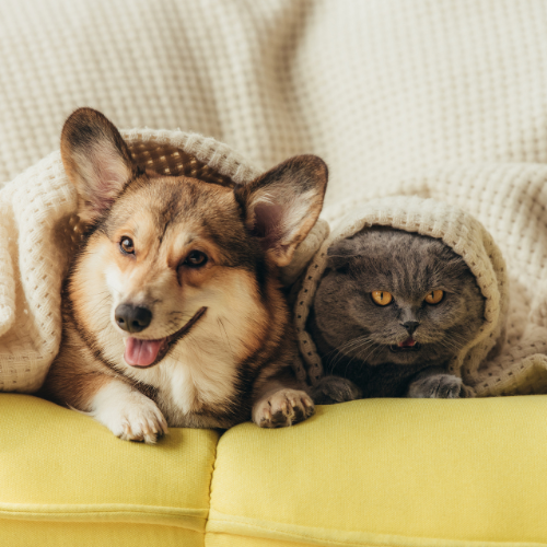 For Pet